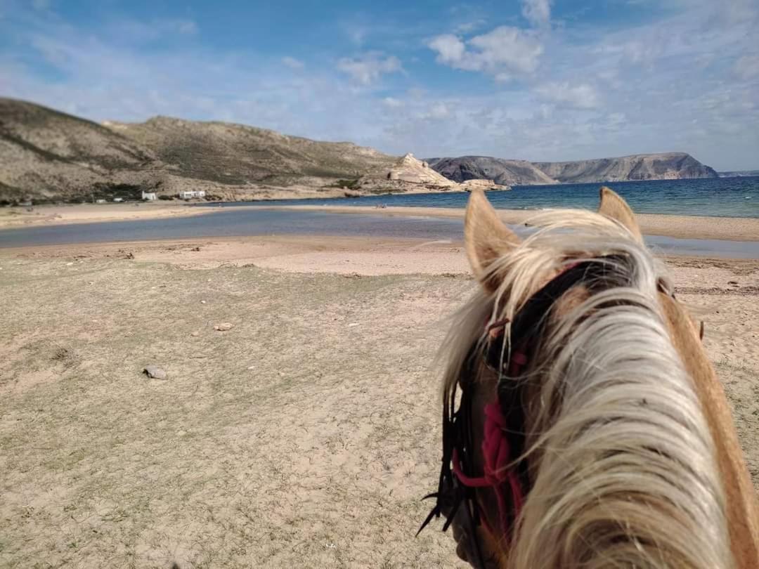 Caballo De Mar Frison Cabo De Gata * San Jose (Almeria)